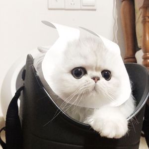 娇妻当我面被奸高潮的故事
